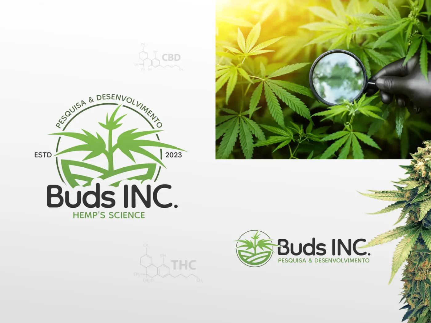 Identidade visual da Buds Inc. aplicada à comunicação de pesquisa em cannabis
